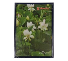 Pioneer China ImPort 50x100